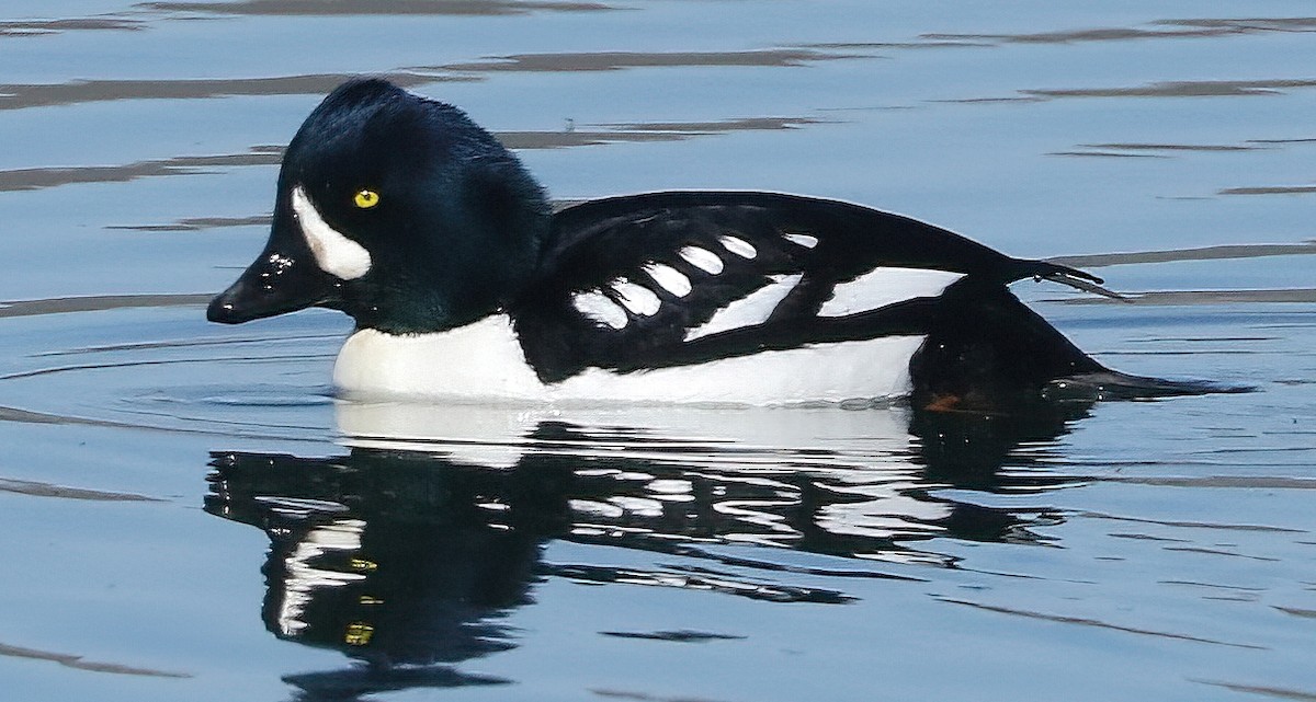 Spatelente - ML652056566