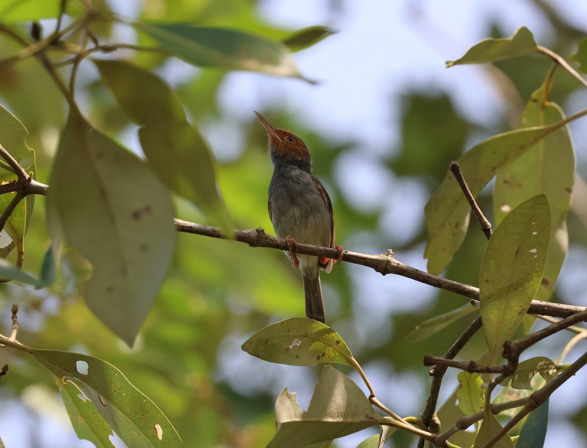 Ashy Tailorbird - ML652056683