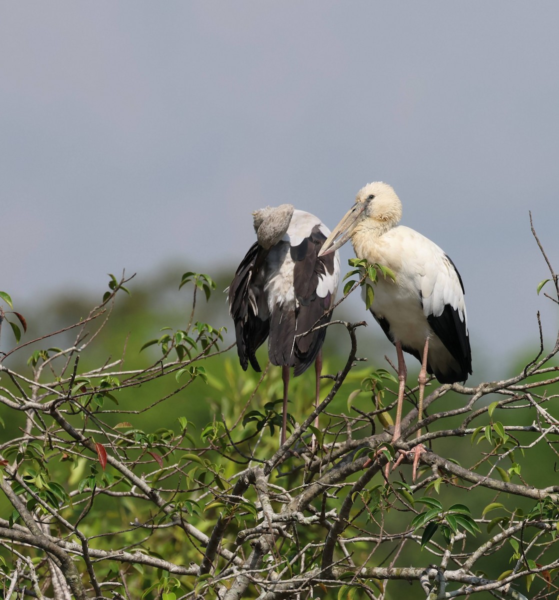 Asian Openbill - ML652056748