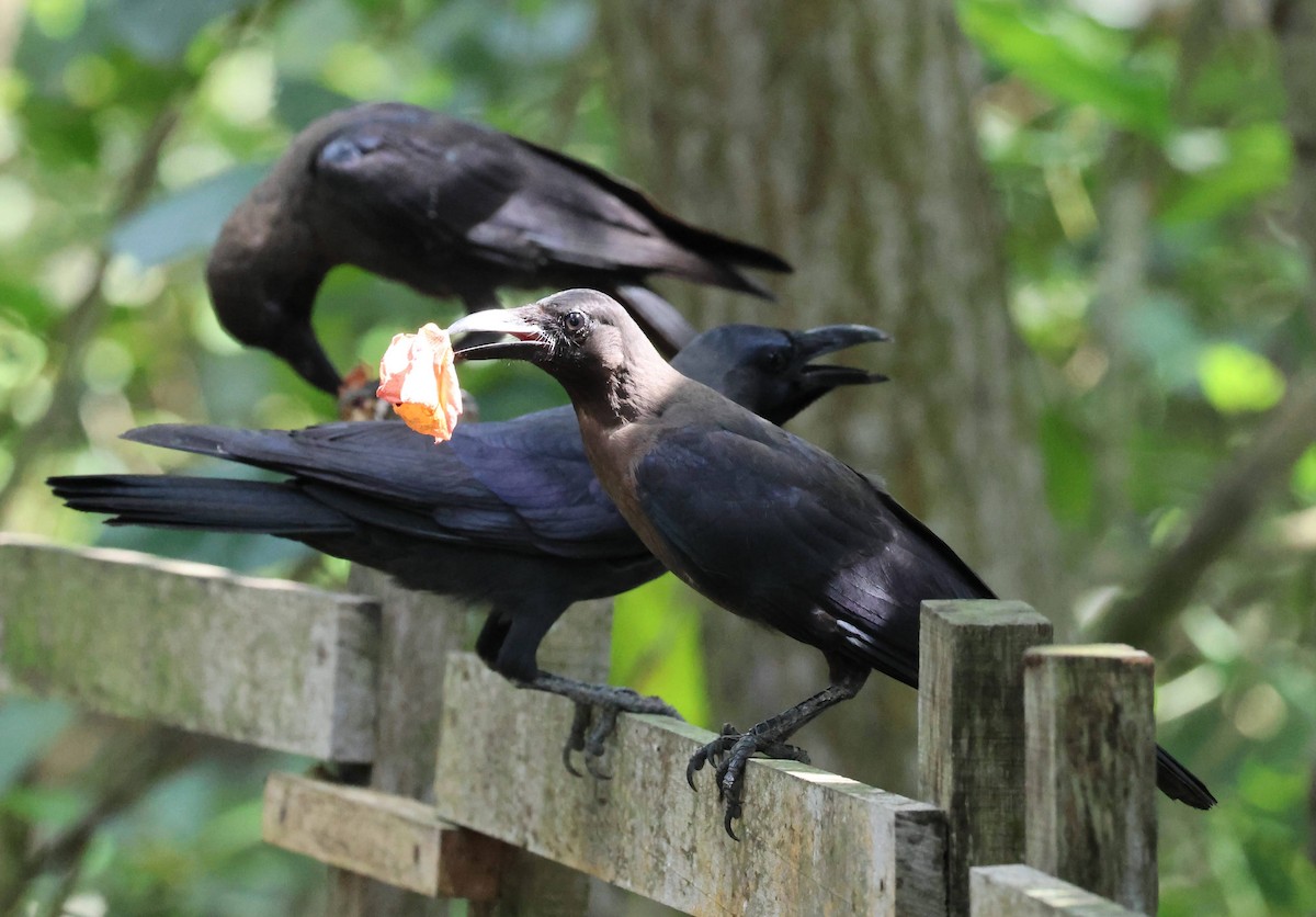 House Crow - ML652056840