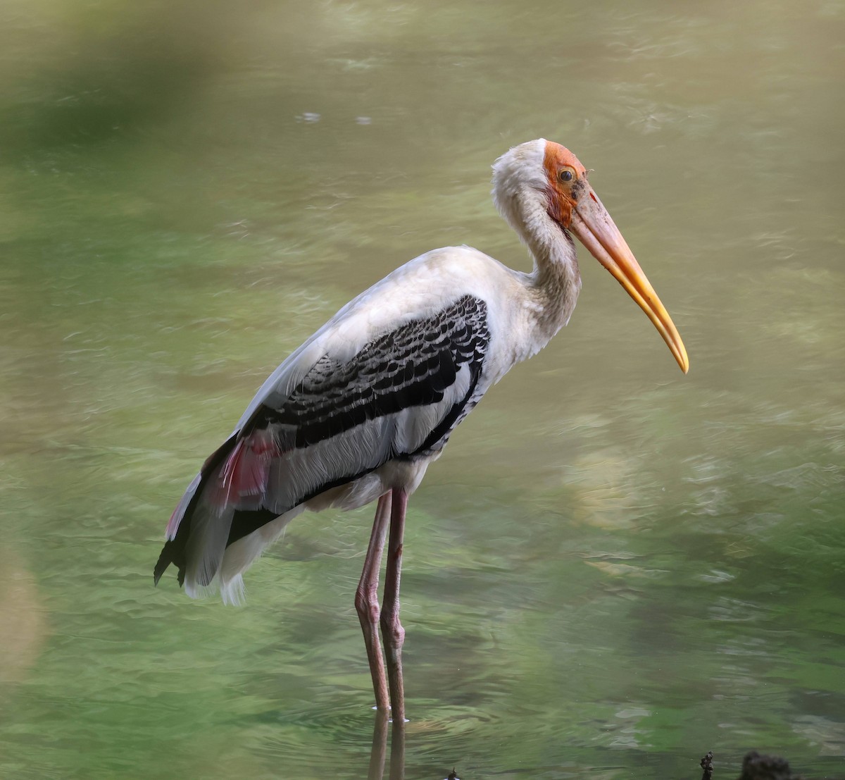 Painted Stork - ML652056846