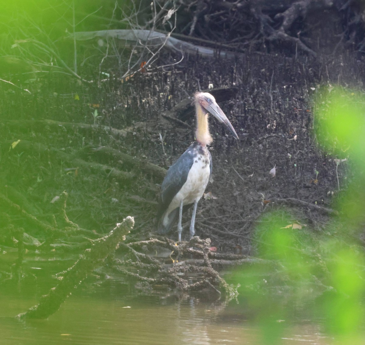 Lesser Adjutant - ML652056910