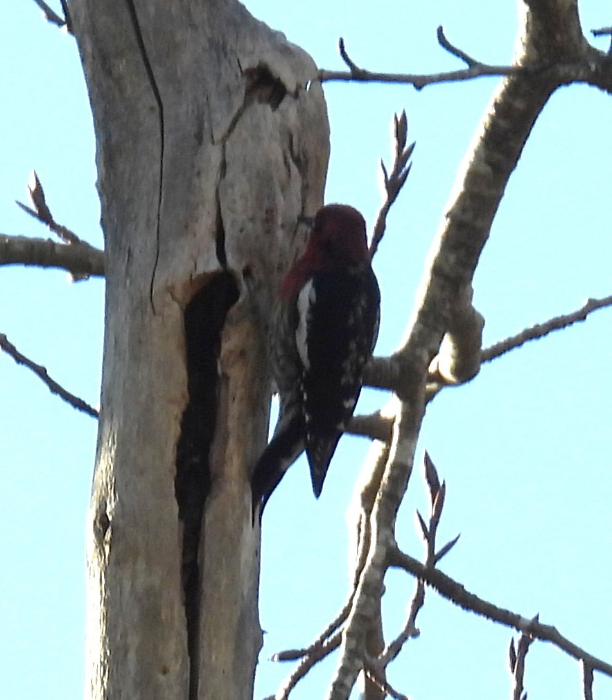 eBird Checklist - 2 Mar 2026 - Marymoor Park, Redmond US-WA 47.65553 ...