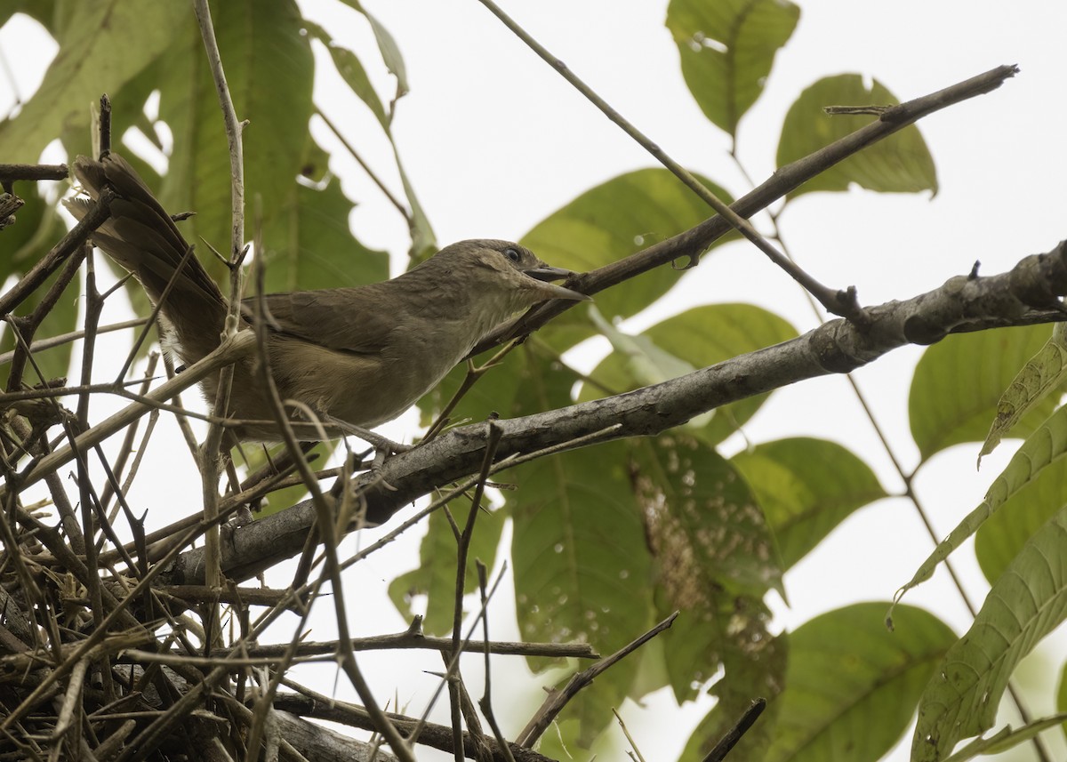 Plain Thornbird - ML652057680