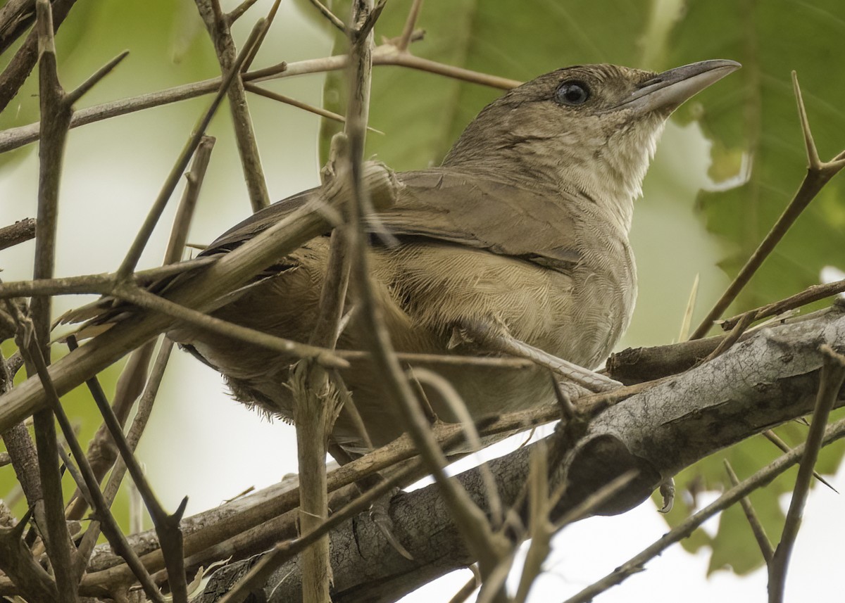 Plain Thornbird - ML652057813