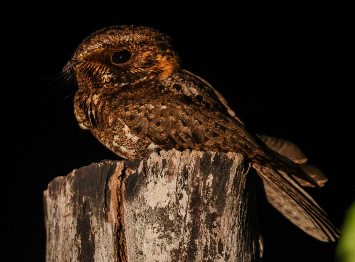 Yucatan Nightjar - ML652057964