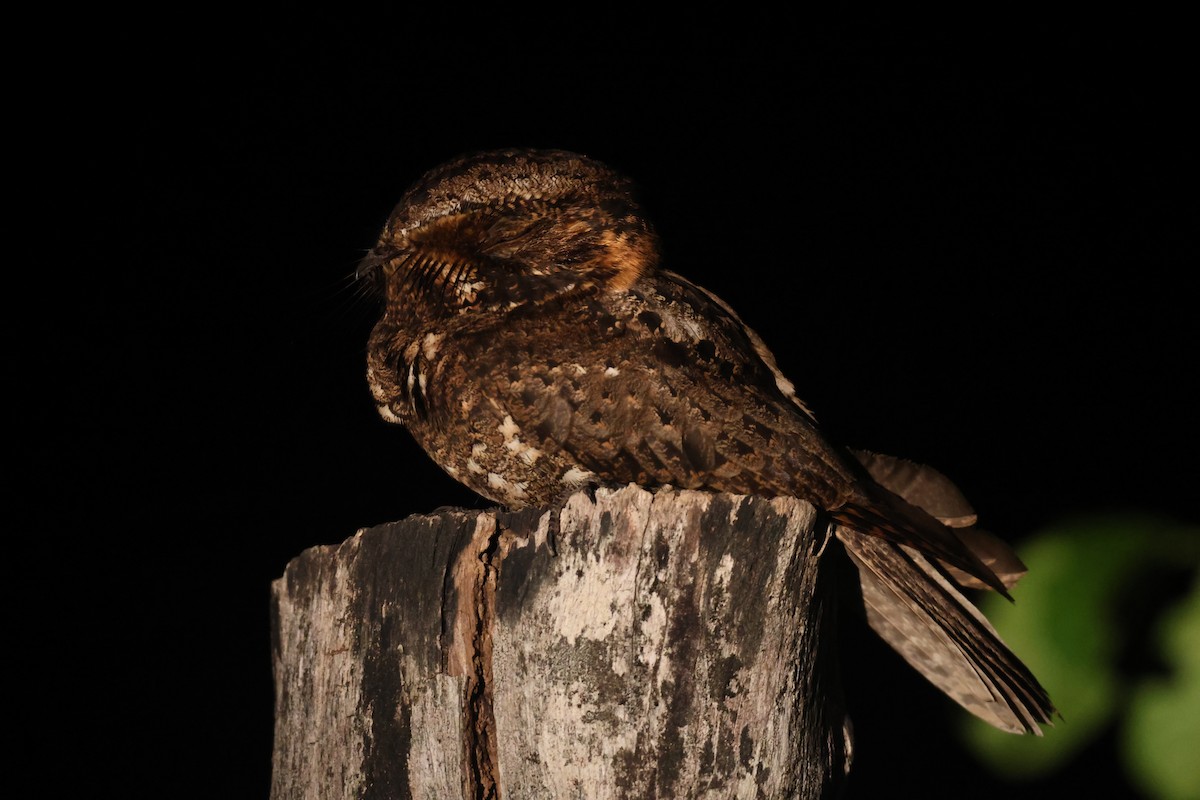 Yucatan Nightjar - ML652057965