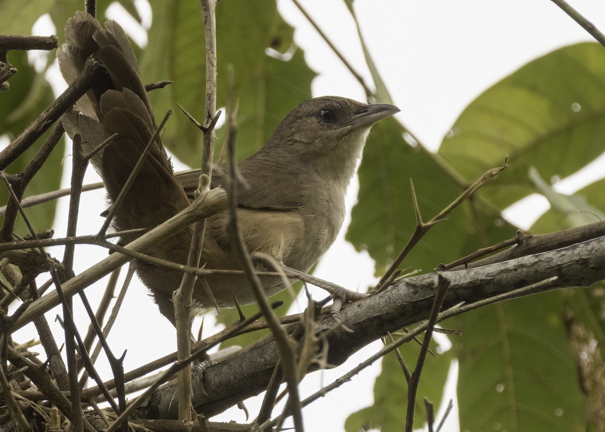 Plain Thornbird - ML652057975