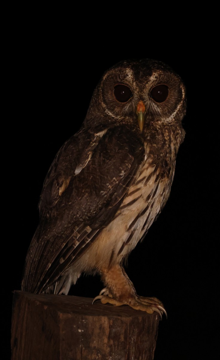 Mottled Owl - ML652057981