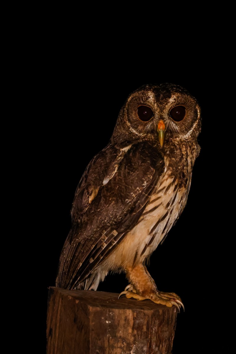 Mottled Owl - ML652057982