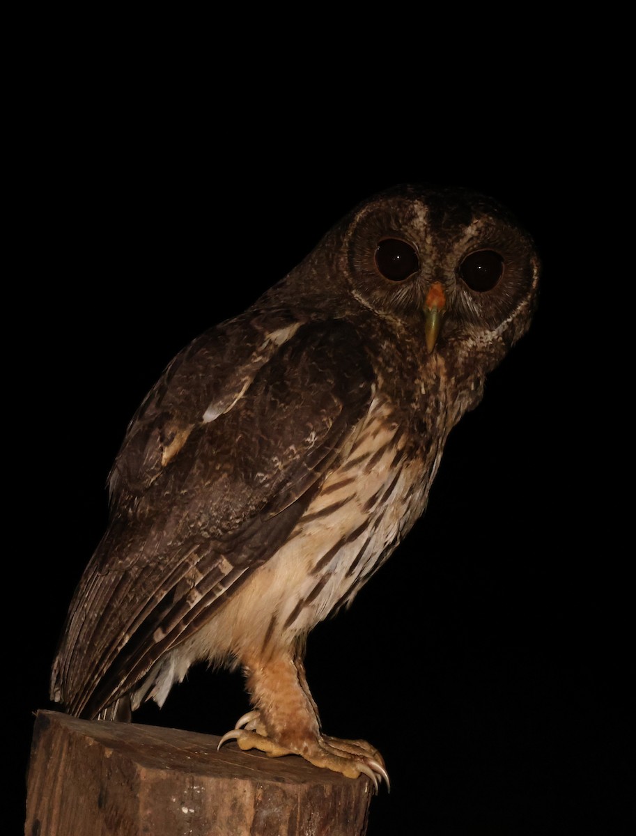 Mottled Owl - ML652057983