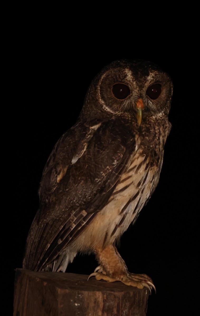 Mottled Owl - ML652057985