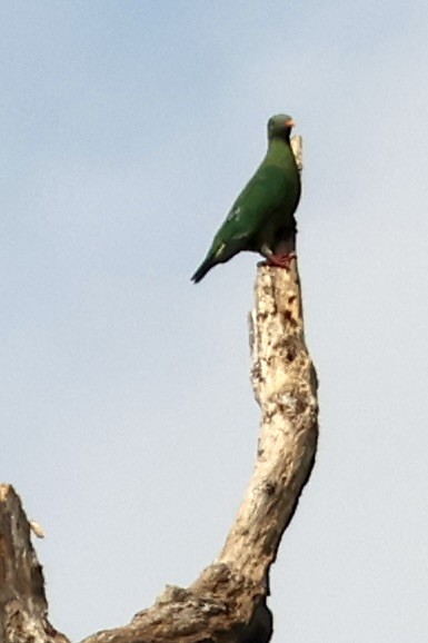 Orange-bellied Fruit-Dove - ML652058557