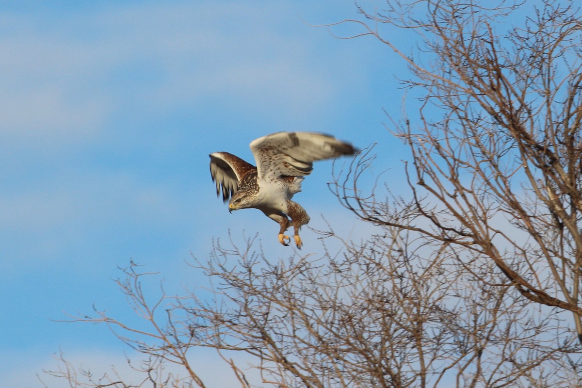 Buse rouilleuse - ML652058574