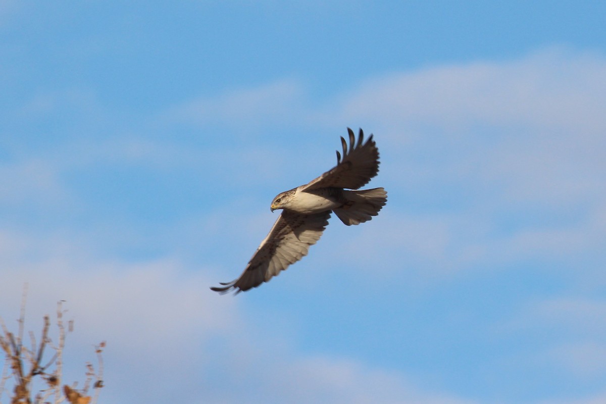 Buse rouilleuse - ML652058575