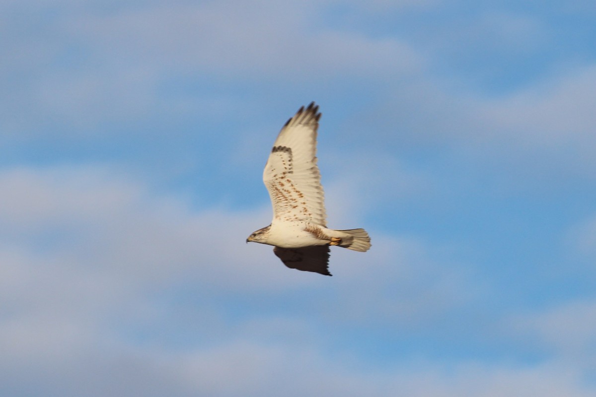 Buse rouilleuse - ML652058576