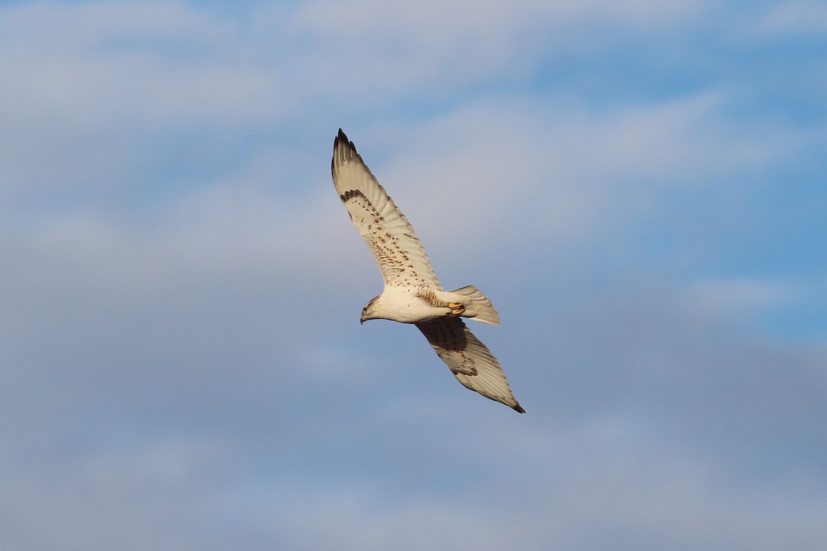 Buse rouilleuse - ML652058577