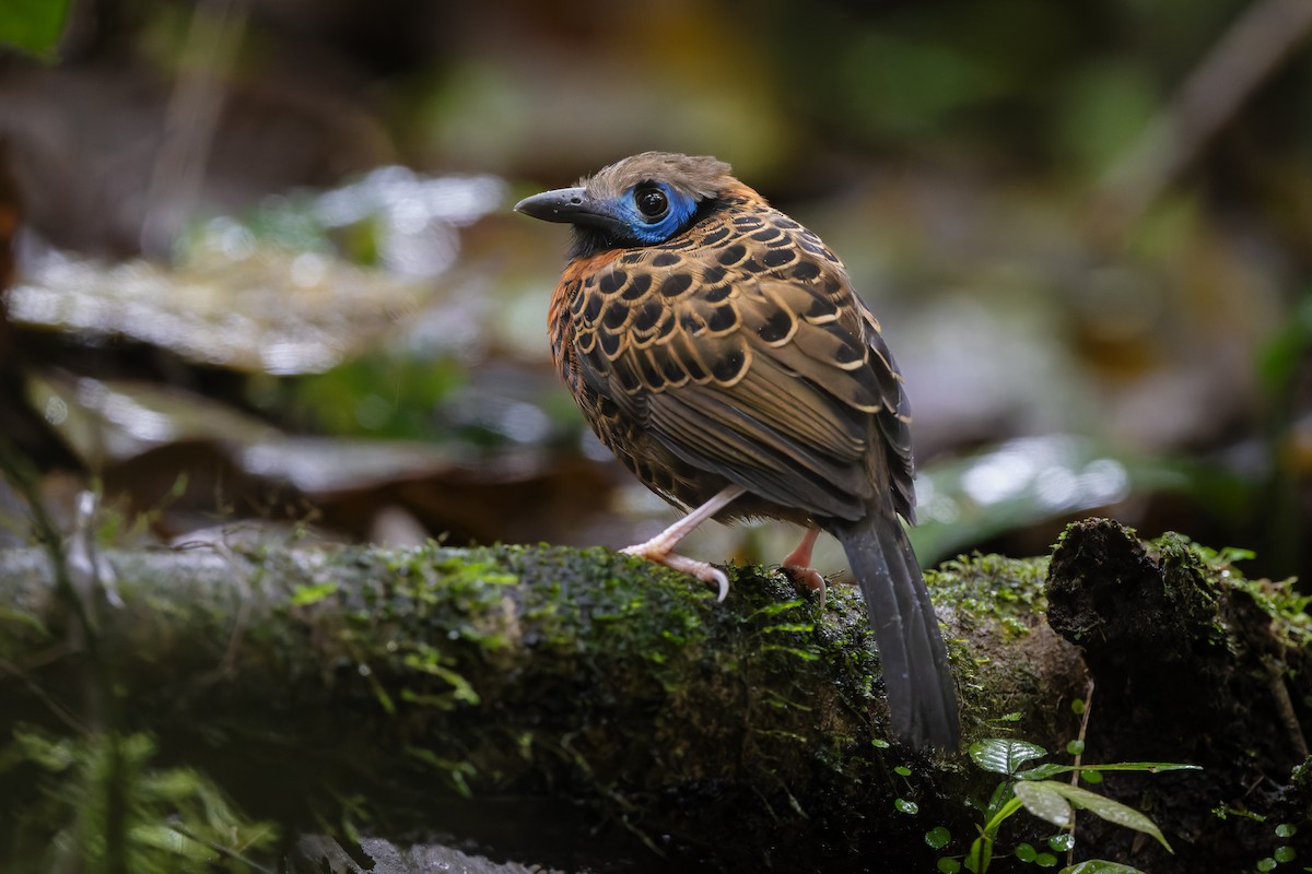 Ocellated Antbird - ML652058587