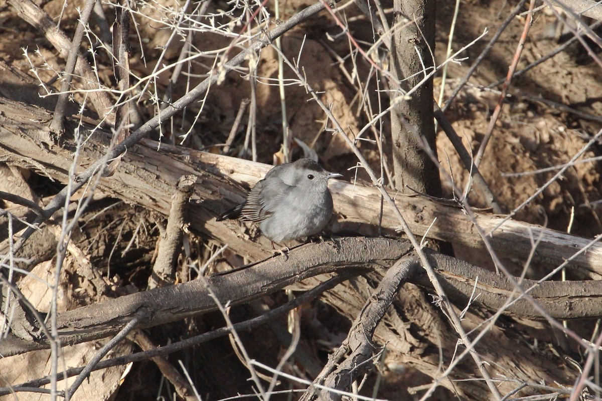 Moqueur chat - ML652058590