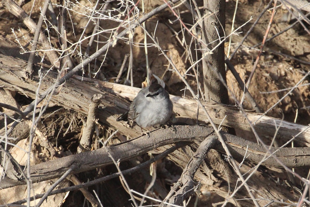 Moqueur chat - ML652058591