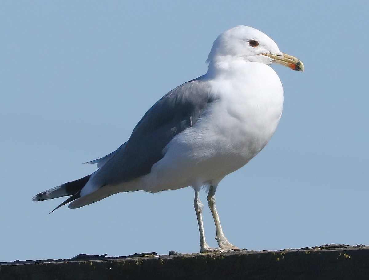 Kalifornienmöwe - ML652058671