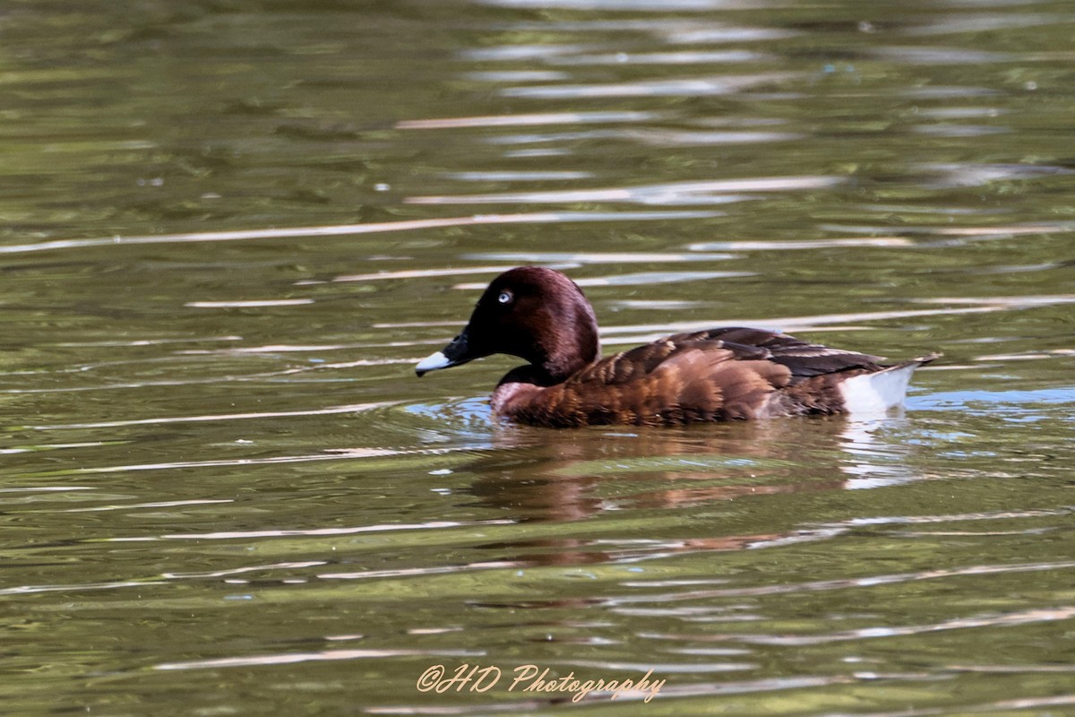 Avustralya Patkası - ML652058838