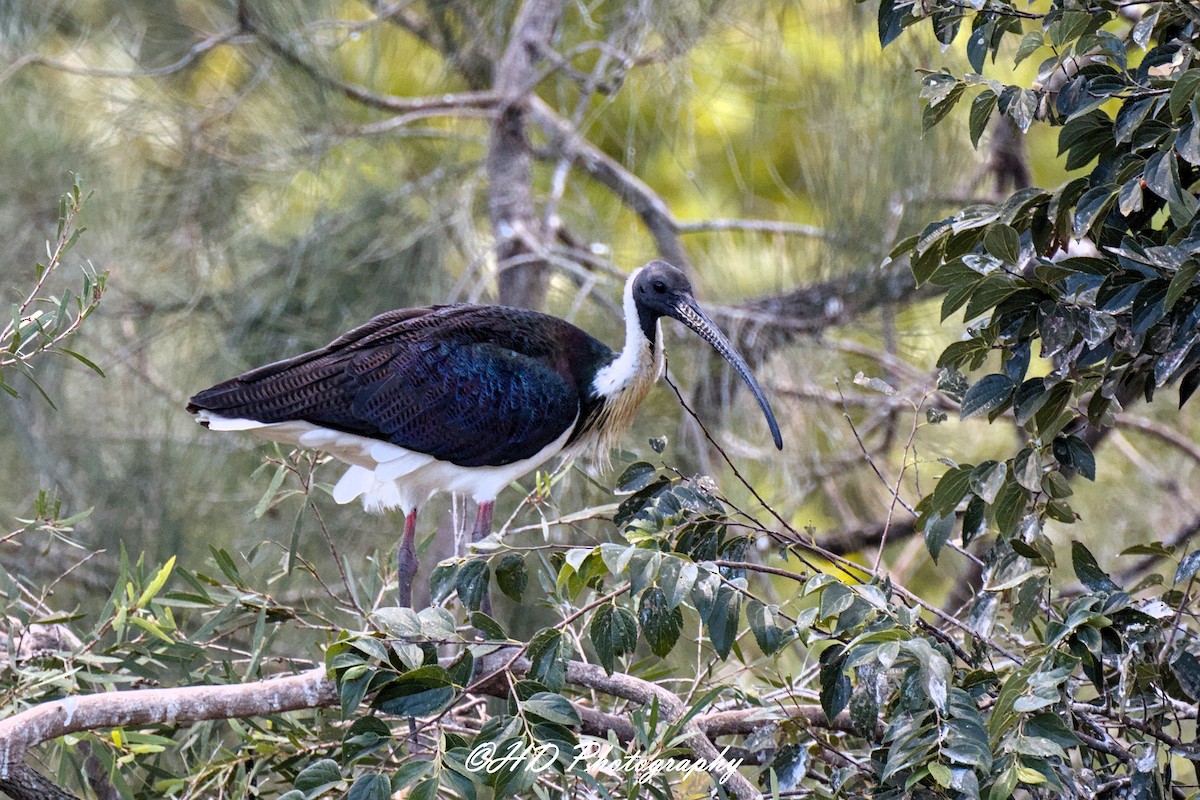 Yakalı Kutsal Aynak - ML652058866