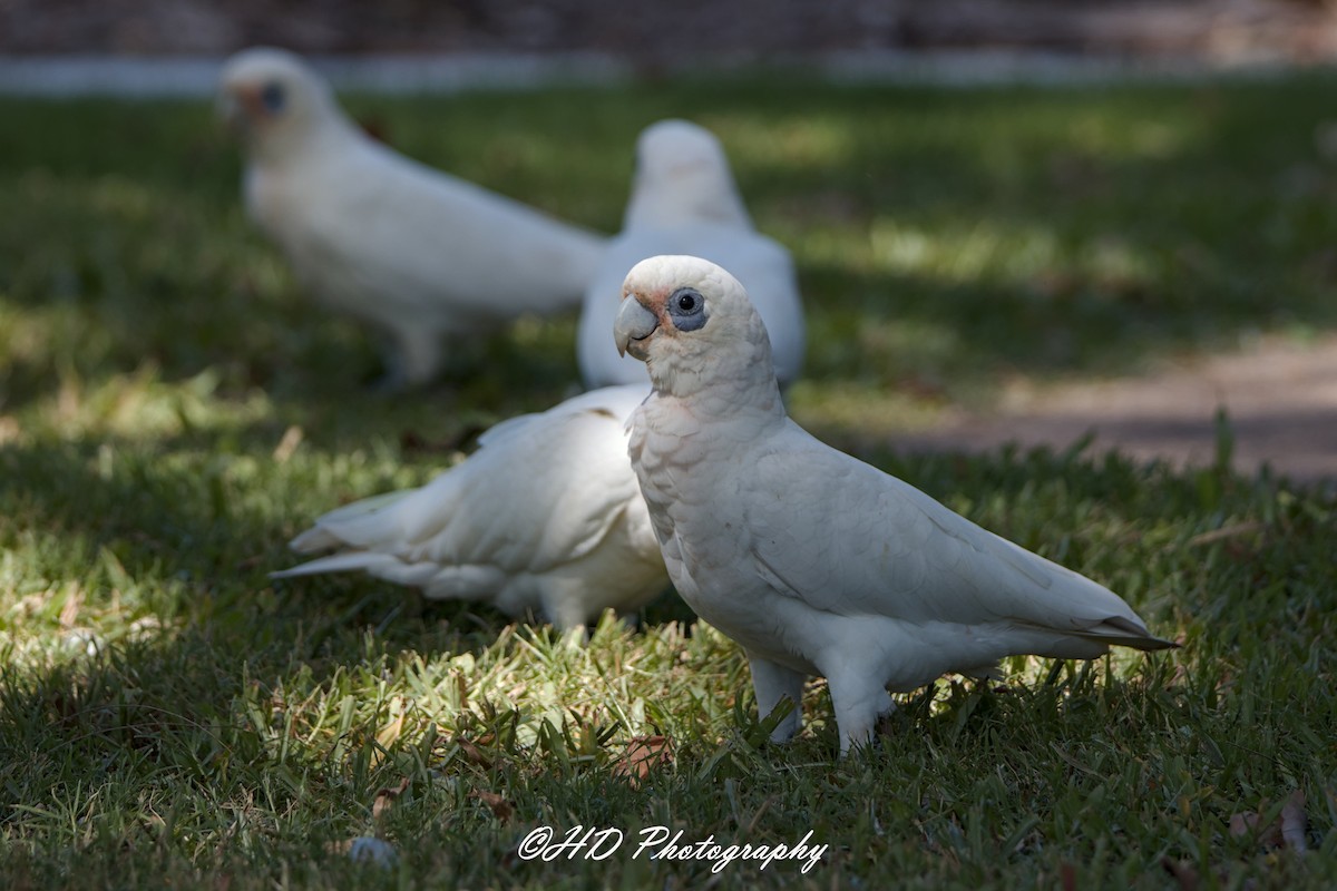 Küçük Korella Kakadusu - ML652058875