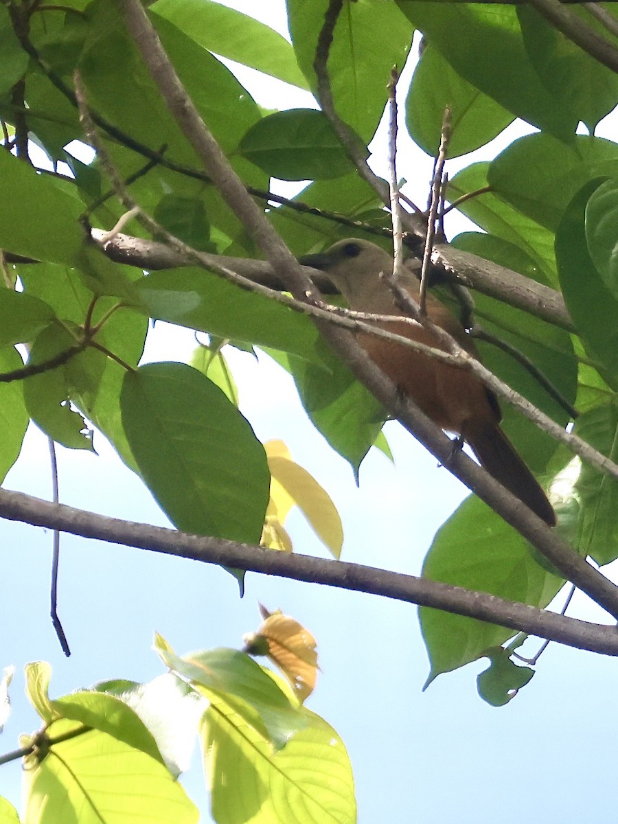 Raja Ampat Pitohui - ML652058916