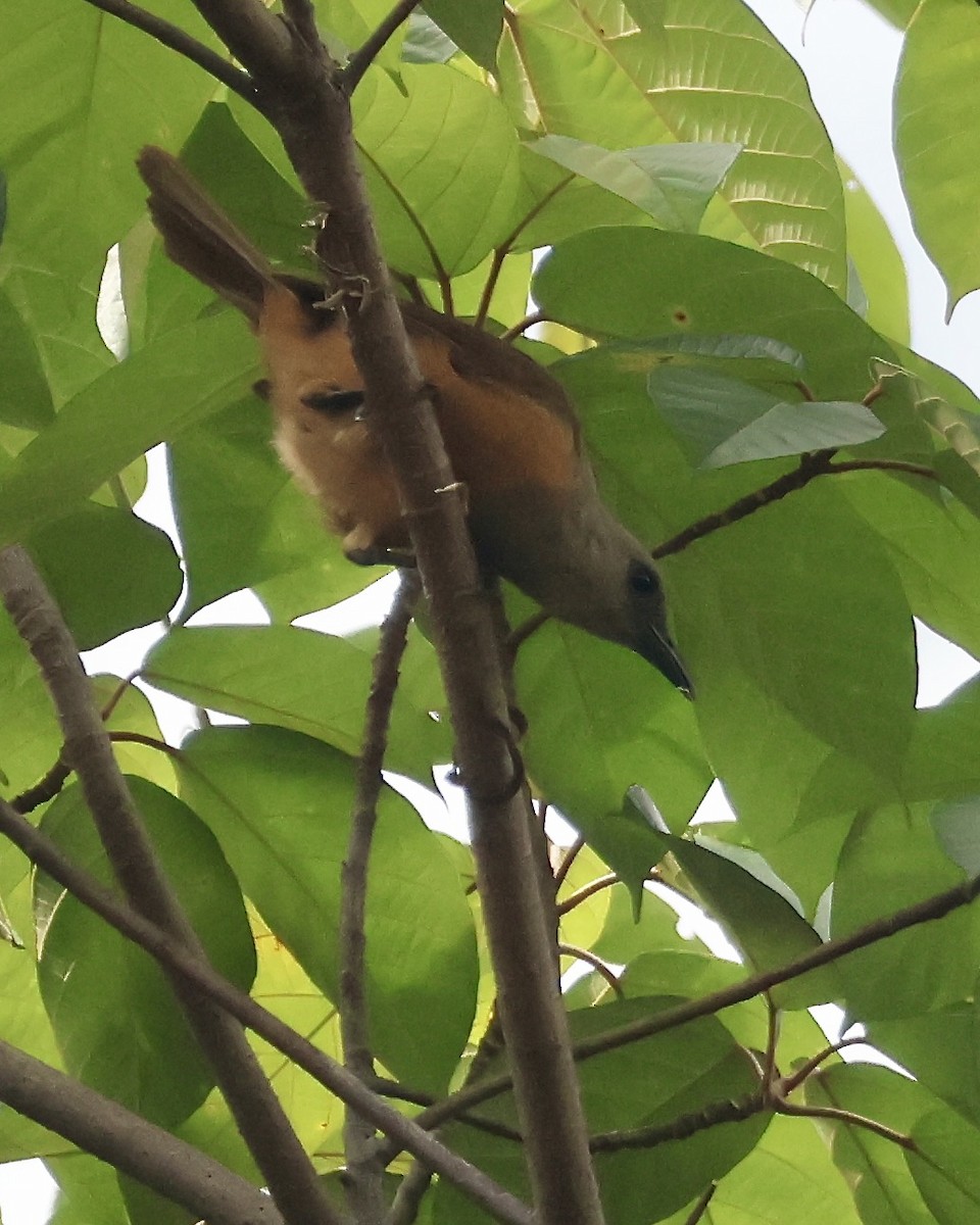 Raja Ampat Pitohui - ML652058917