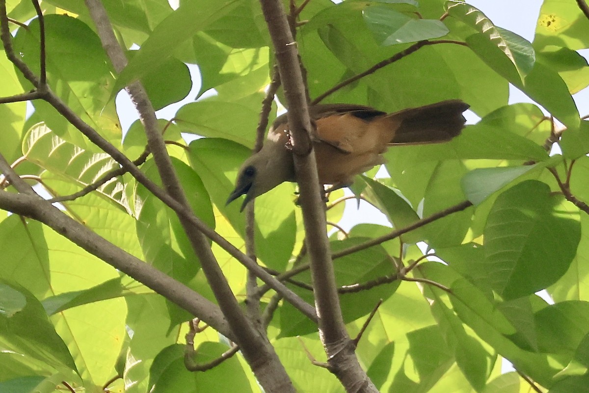 Raja Ampat Pitohui - ML652058918