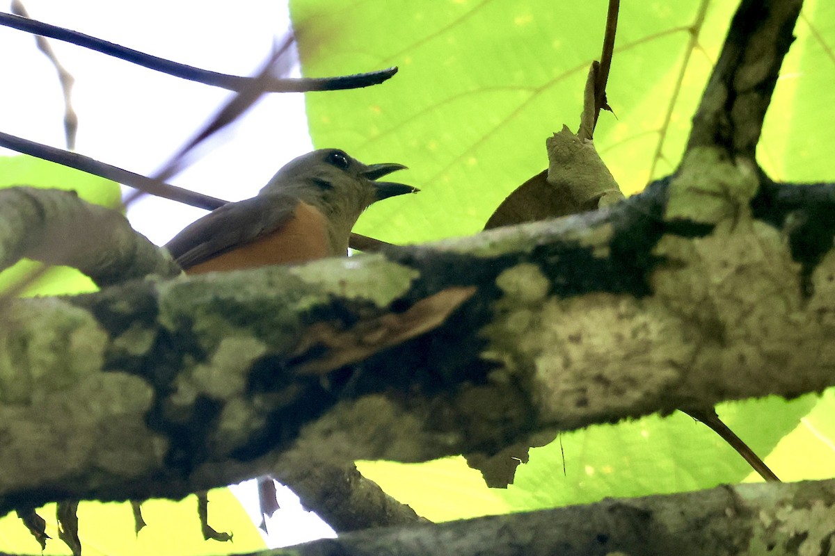 Raja Ampat Pitohui - ML652058919