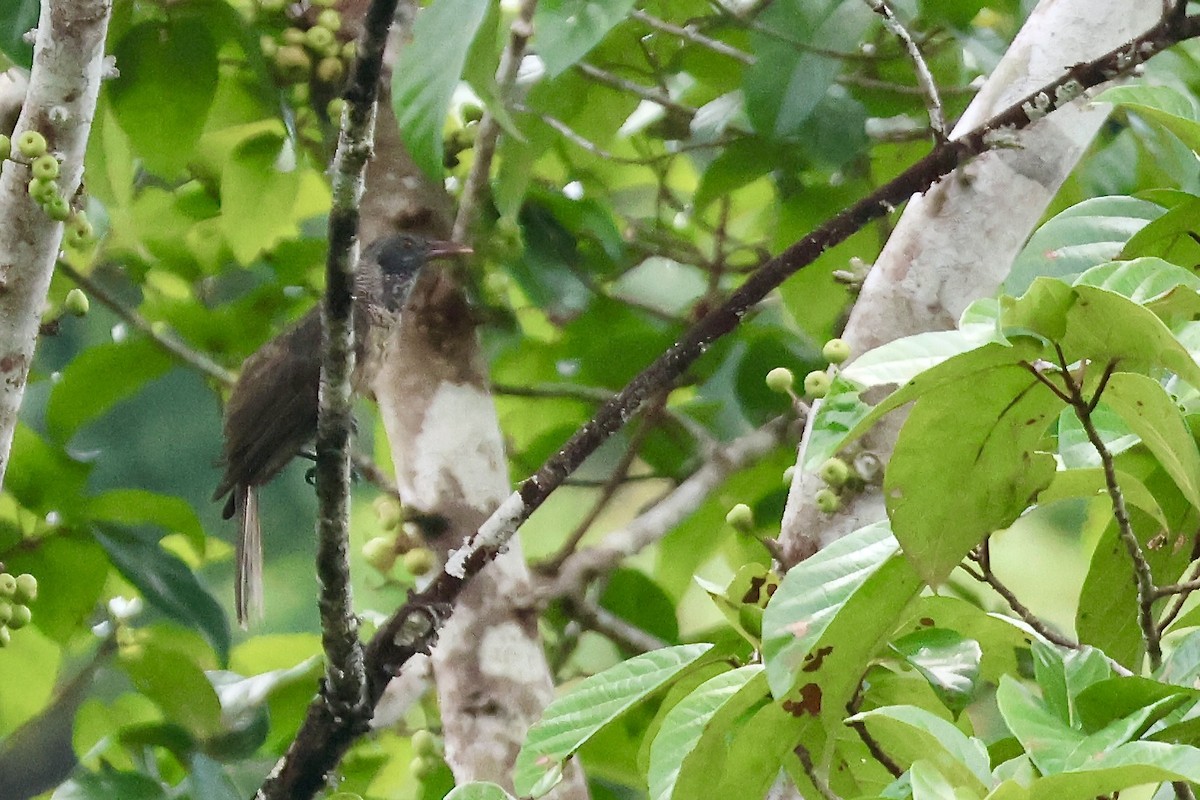 Brown Oriole - ML652059025