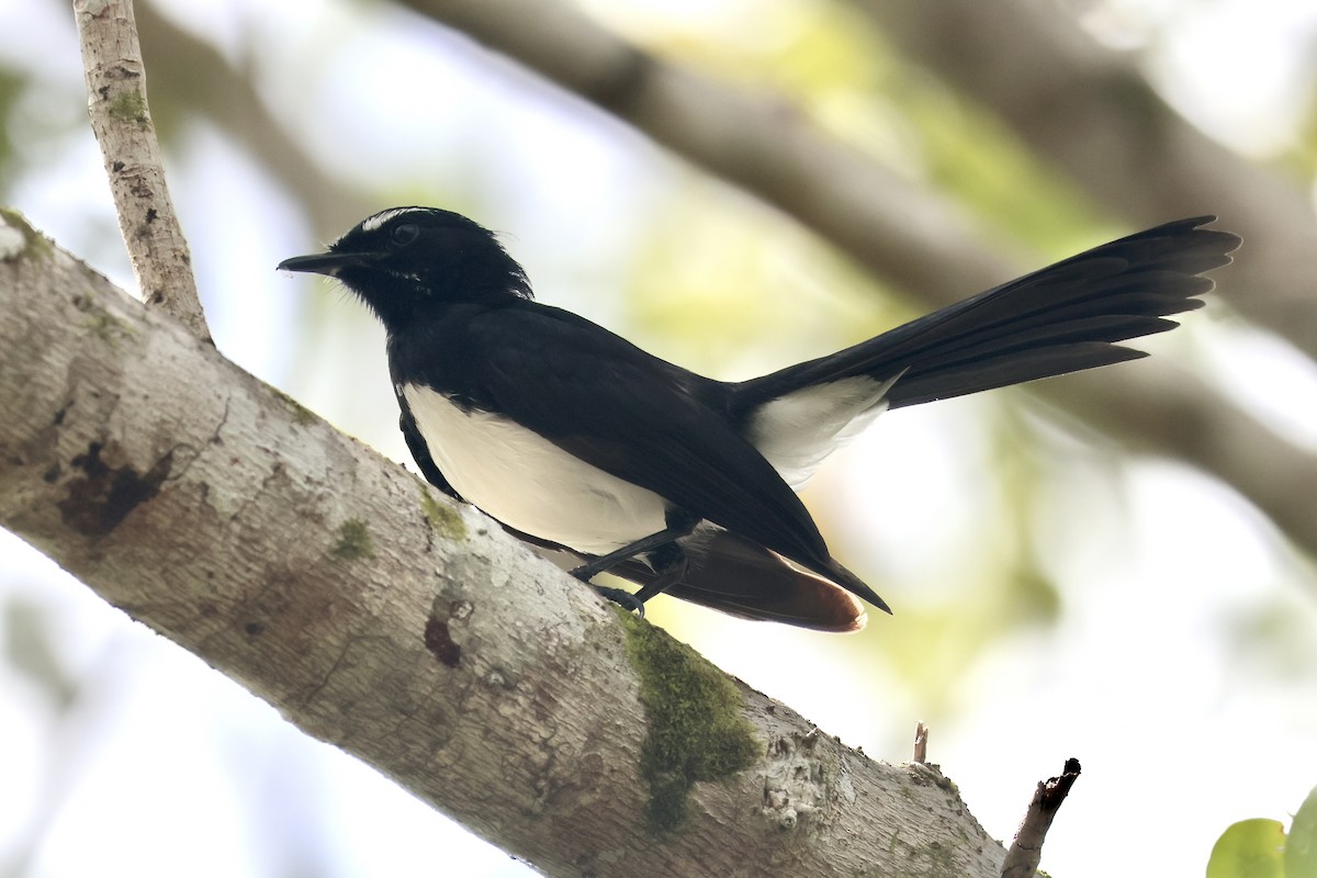 Willie-wagtail - ML652059090