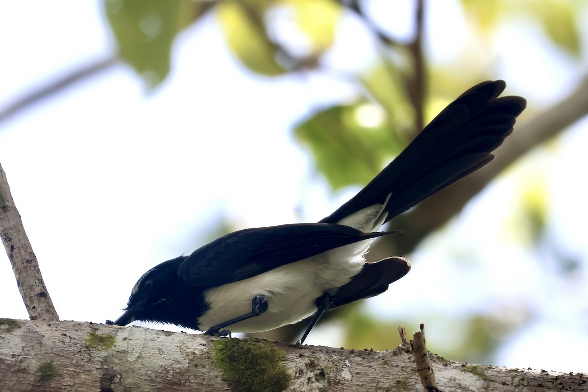 Willie-wagtail - ML652059091