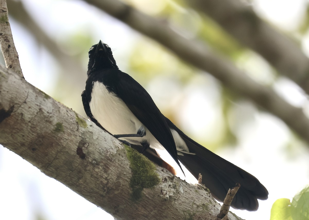 Willie-wagtail - ML652059092