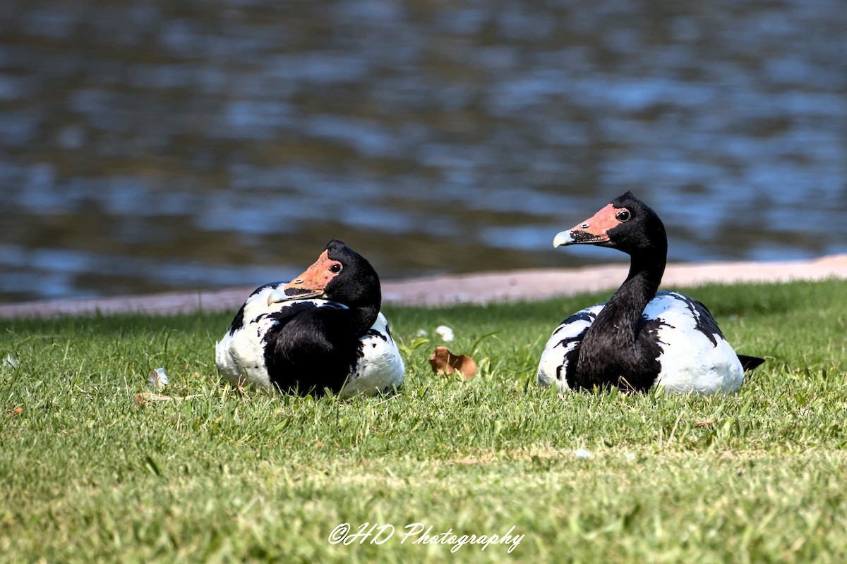 Saksağankazı - ML652059132