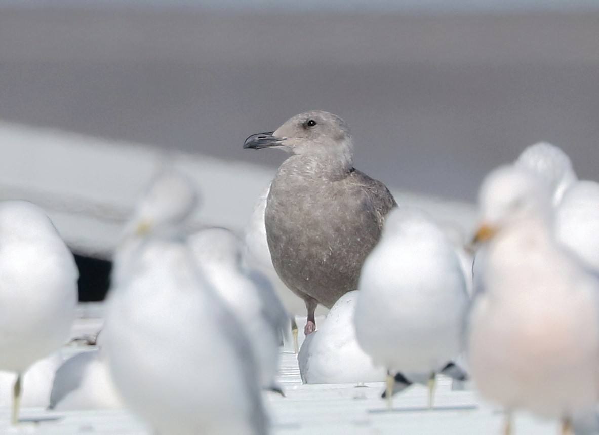 Beringmöwe - ML652059223