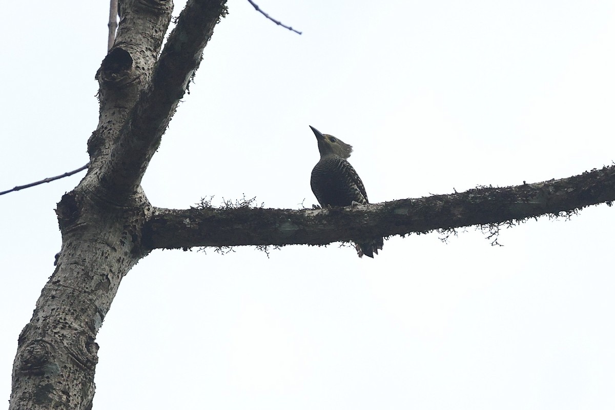 ヒメカレハゲラ - ML652059265