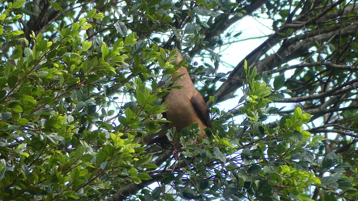 Avustralya Guguk Kumrusu - ML652059398