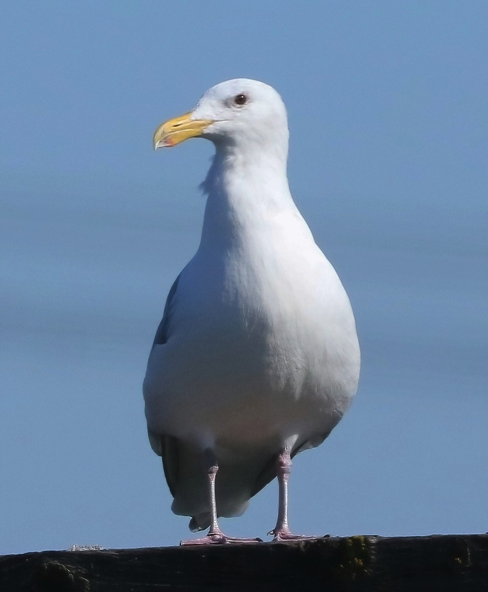 West- x Beringmöwe (Hybrid) - ML652059513