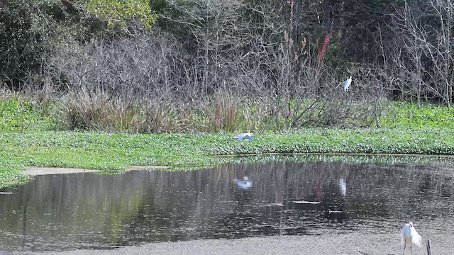 Great Egret - ML652060332