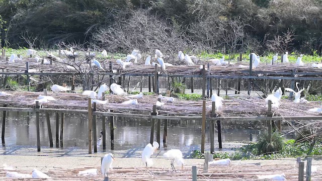 Great Egret - ML652060410