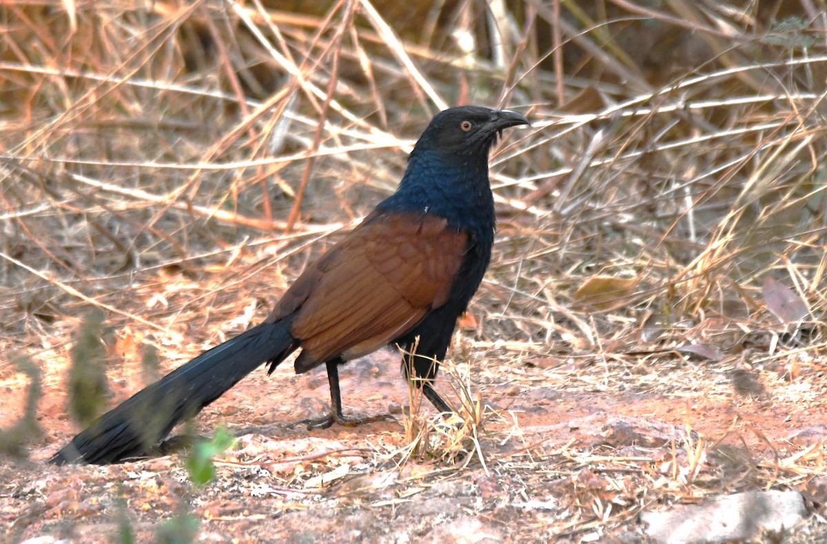 kukačka vraní - ML652060571