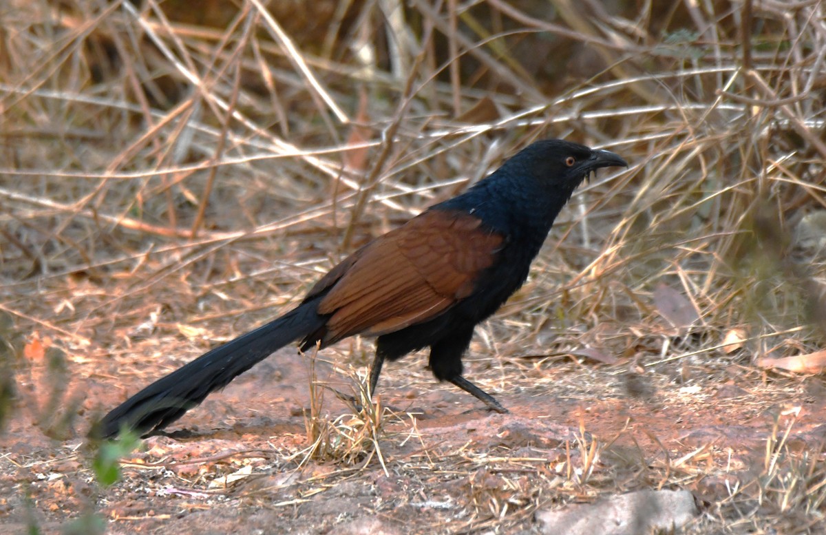 kukačka vraní - ML652060590