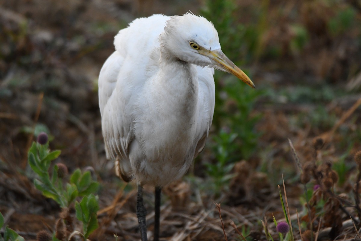 volavka dobytčí - ML652060640
