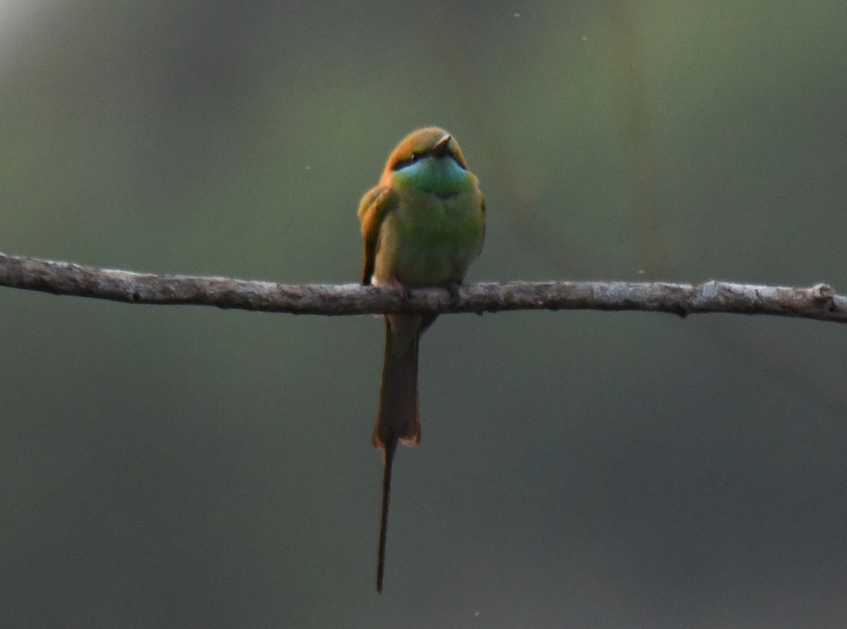 vlha indická - ML652060674