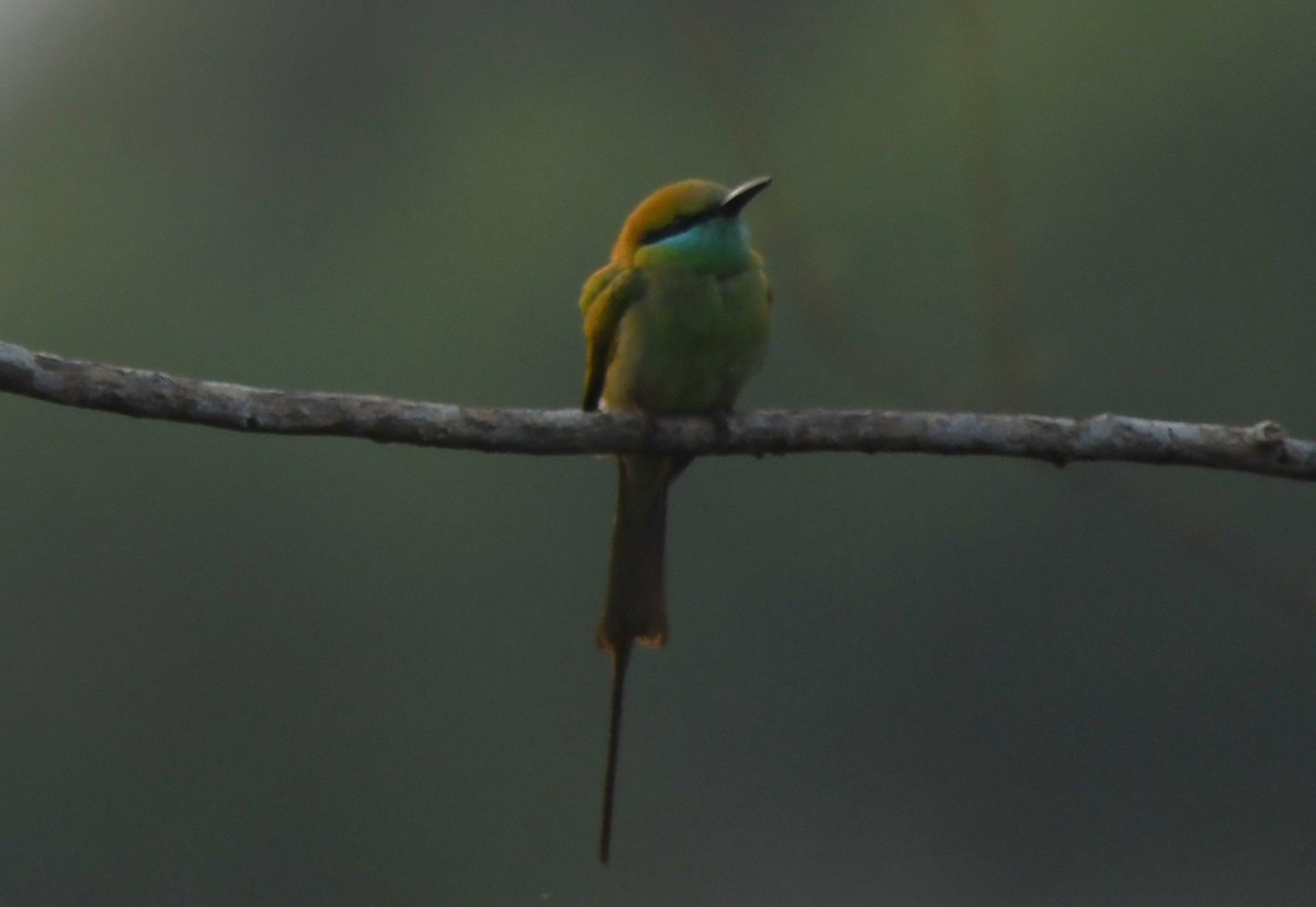 vlha indická - ML652060680