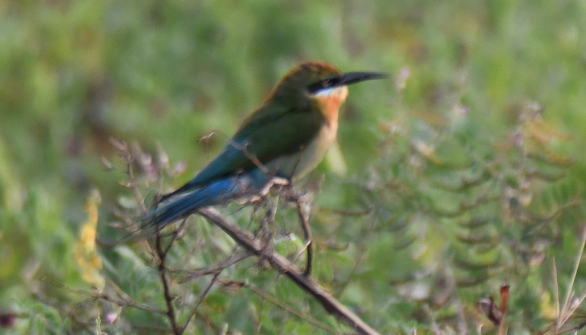 vlha modroocasá - ML652060697