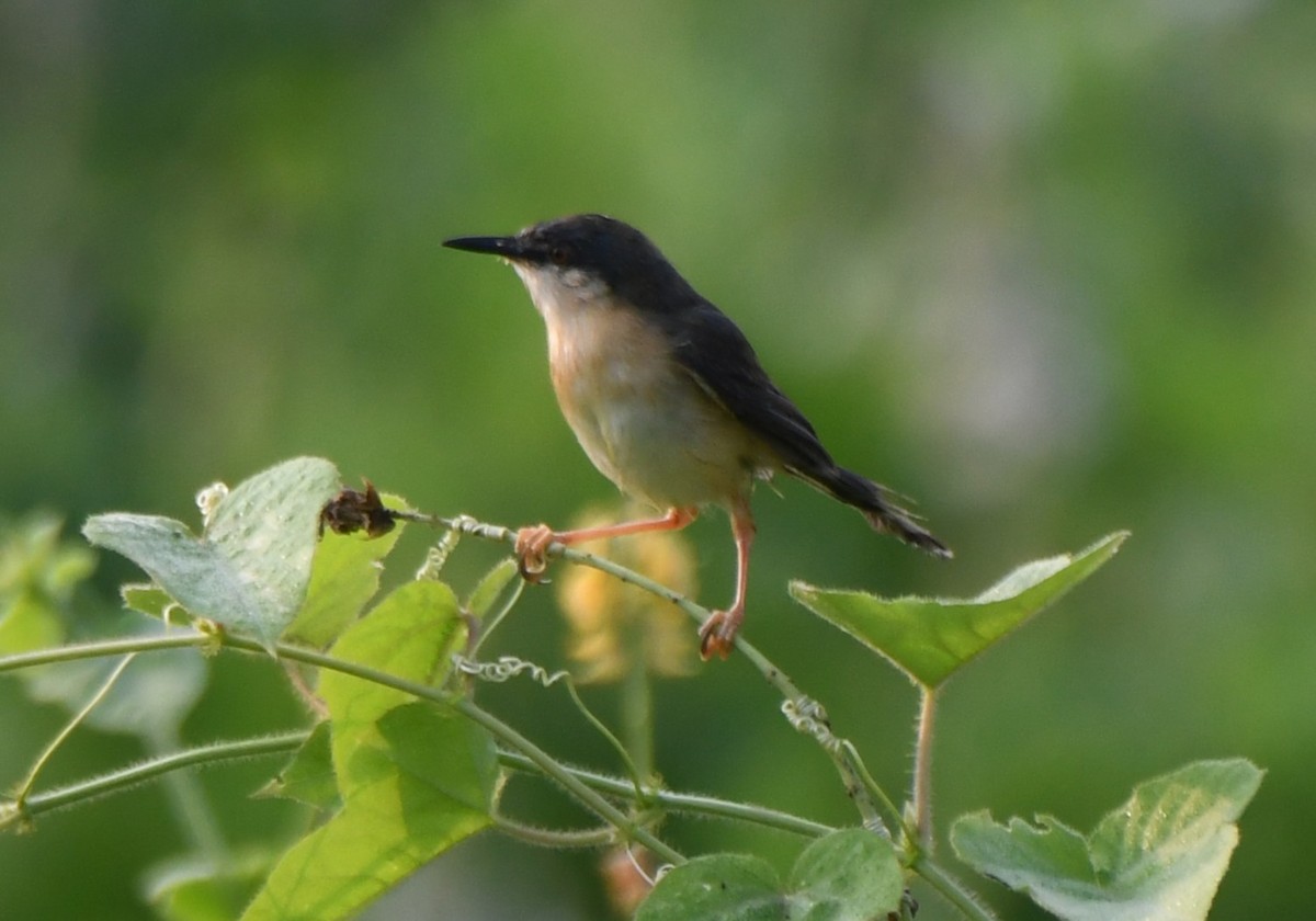 Ashy Prinia - ML652060827